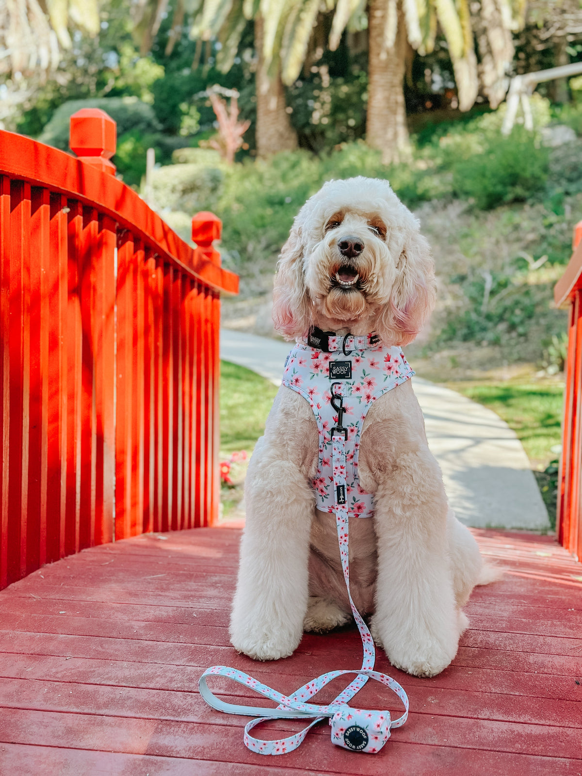 Dog Collar - Sakura
