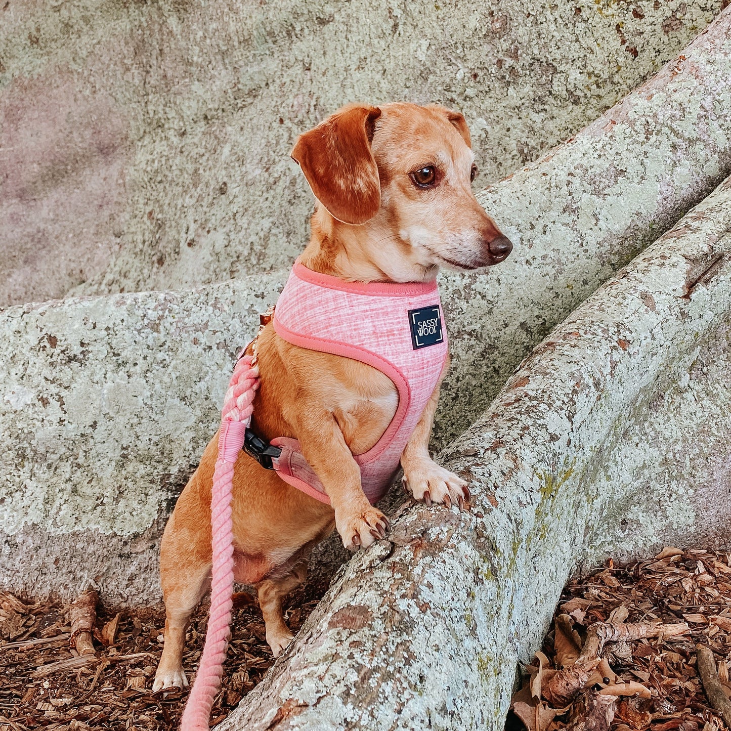 Dog Rope Leash - Cotton Candy