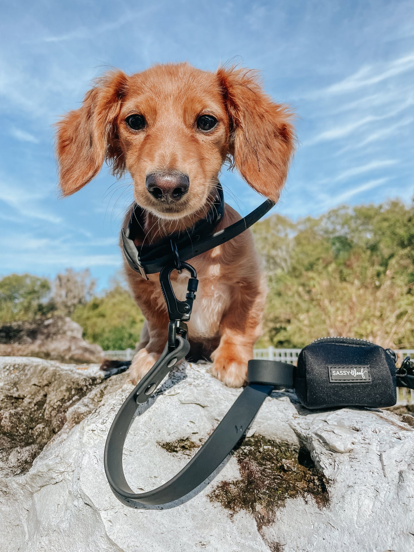 Dog Waterproof Collar - Black