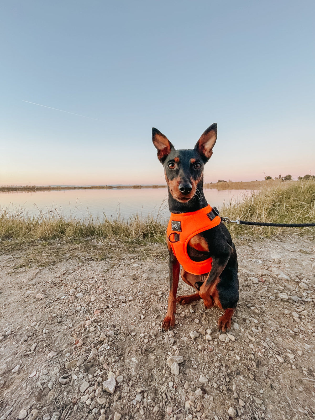 Dog Adjustable Harness - Neon Orange