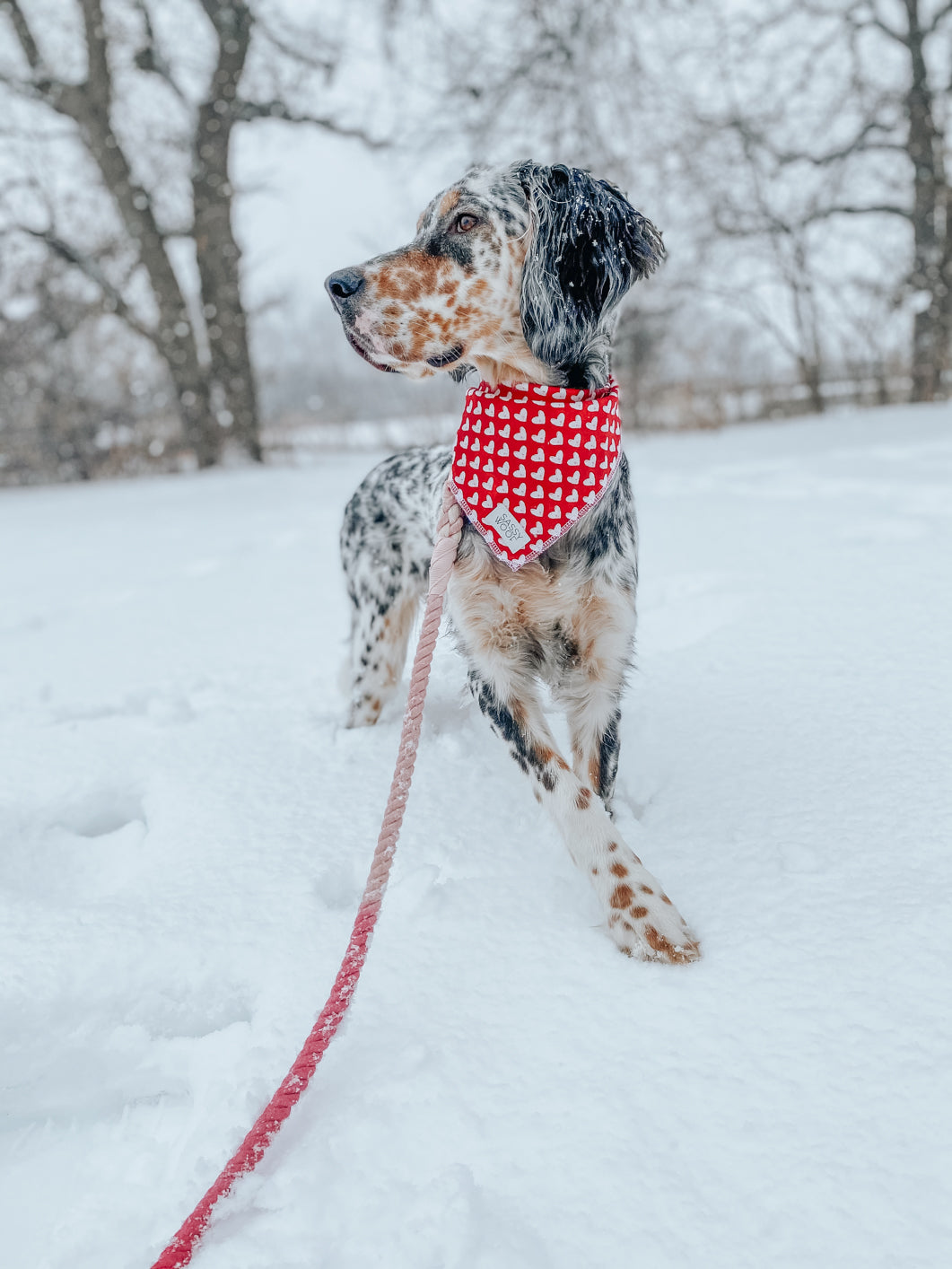 Dog Rope Leash - Amore