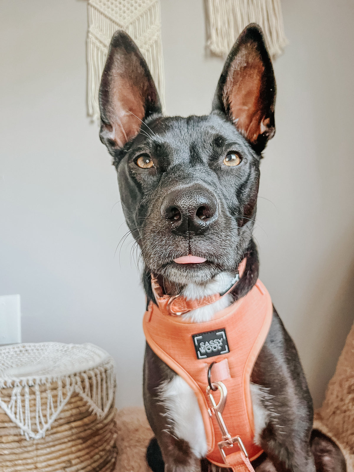 Dog Adjustable Harness - Apple Cider