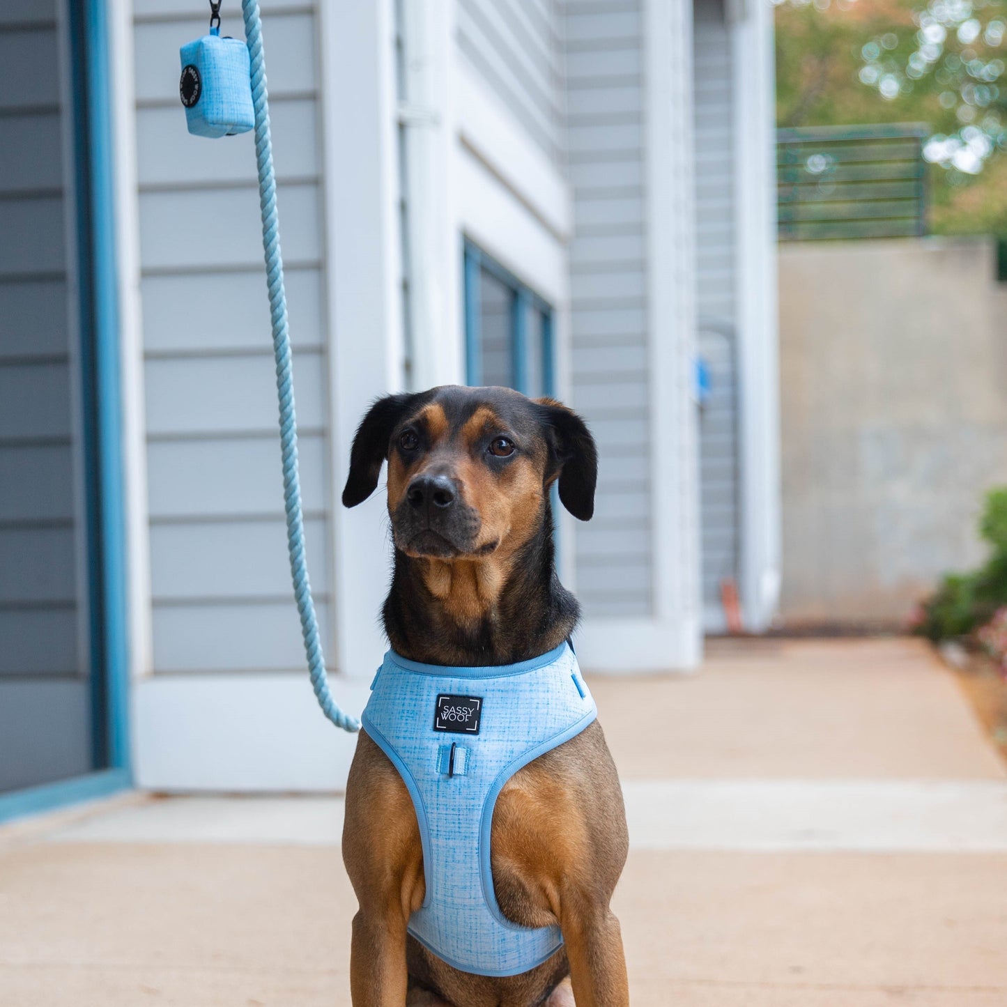 Dog Two Piece Bundle - Blumond