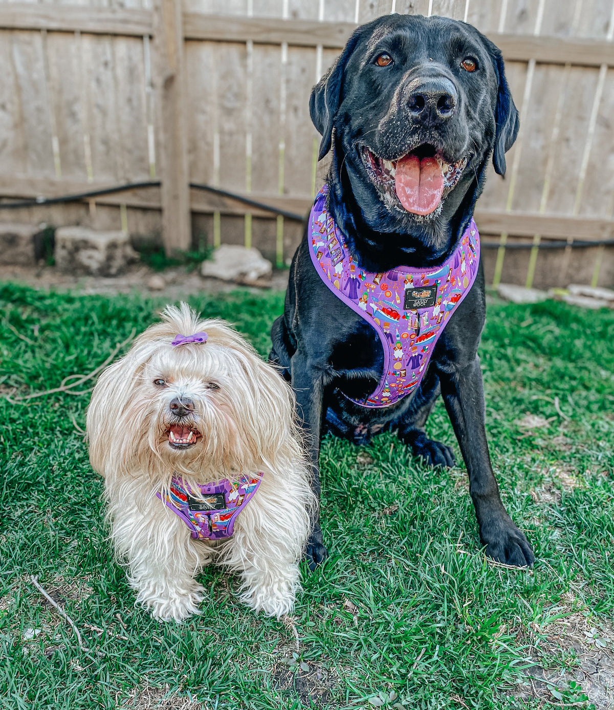 Dog Adjustable Harness - Willy Wonka & The Chocolate Factory™
