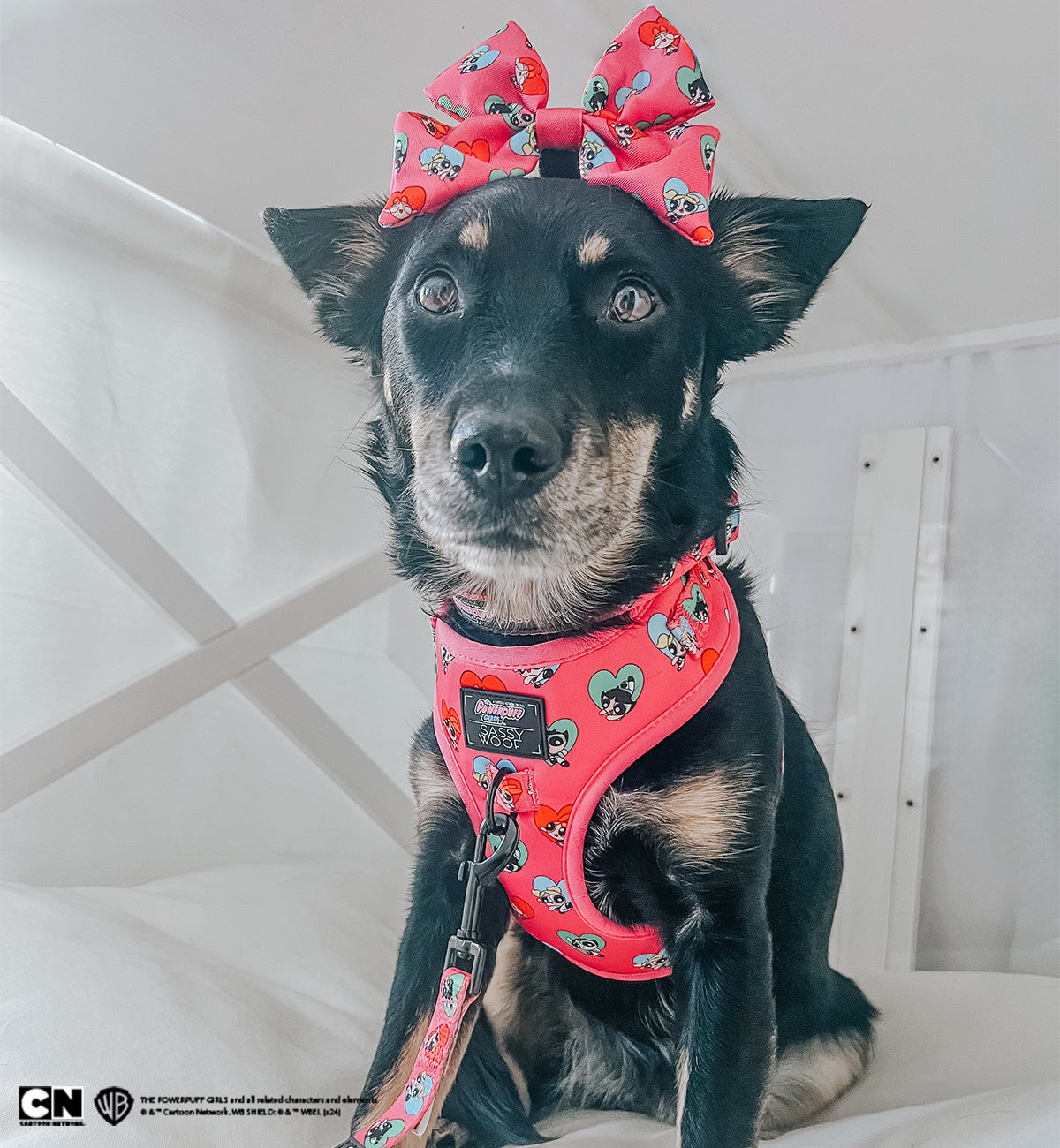 Dog Collar - The Powerpuff Girls™ (Love)