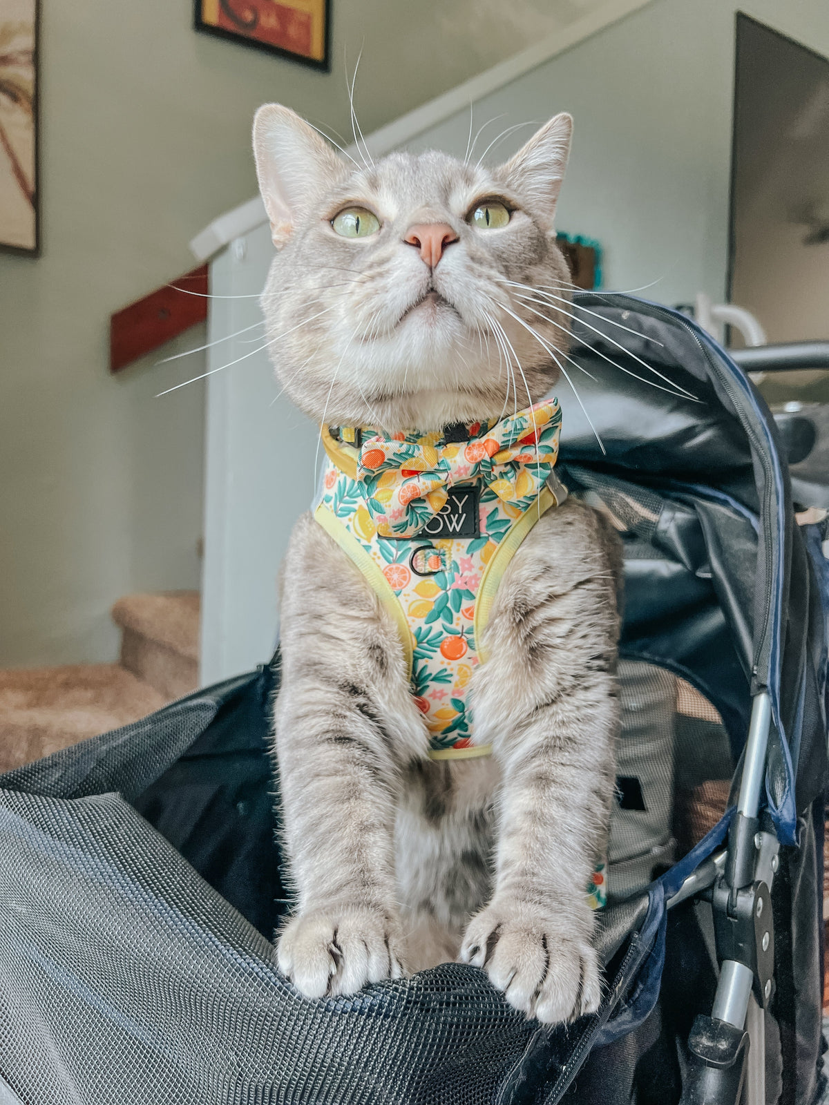 Cat Bowtie - Zest Friends