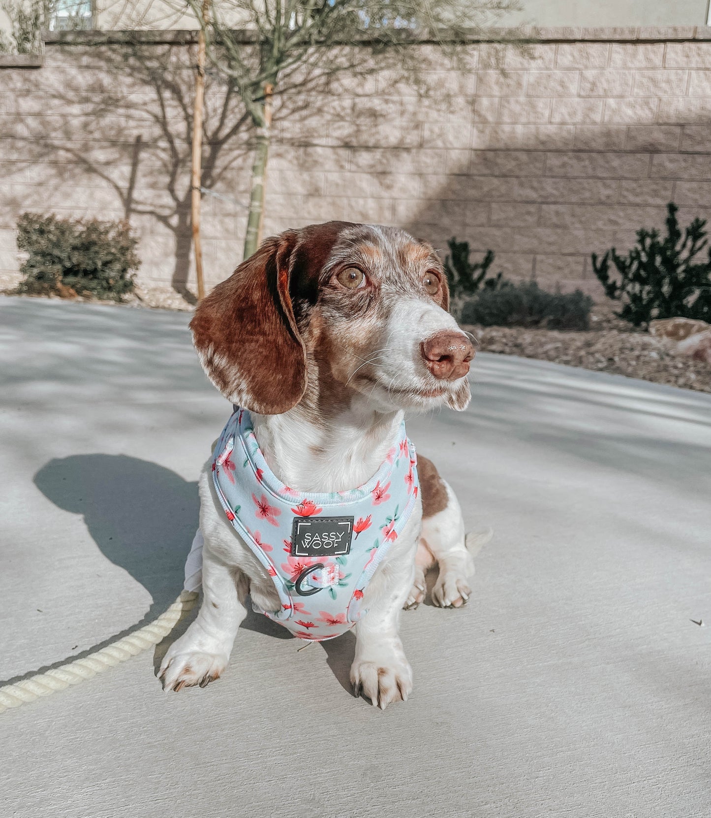 Dog Rope Leash - Dandelion