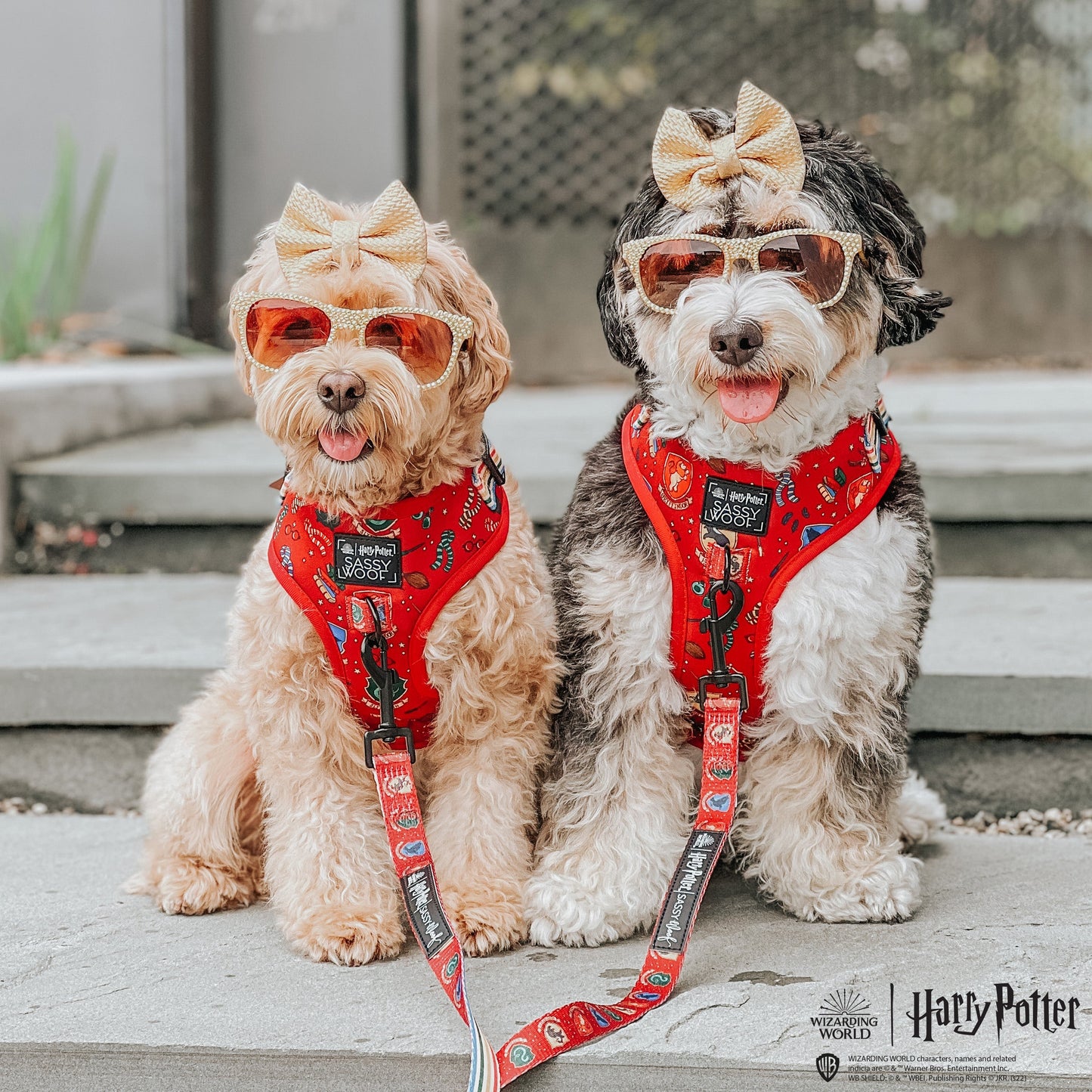 Dog Two Piece Bundle - Harry Potter™