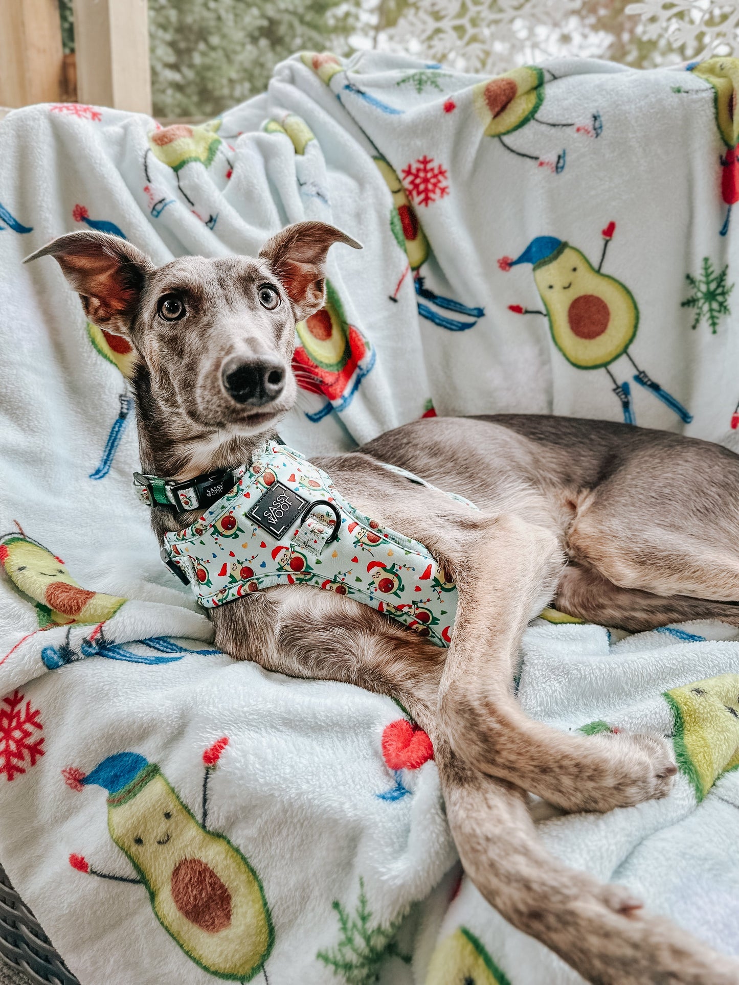 Dog Collar - Jingle Bell Guac