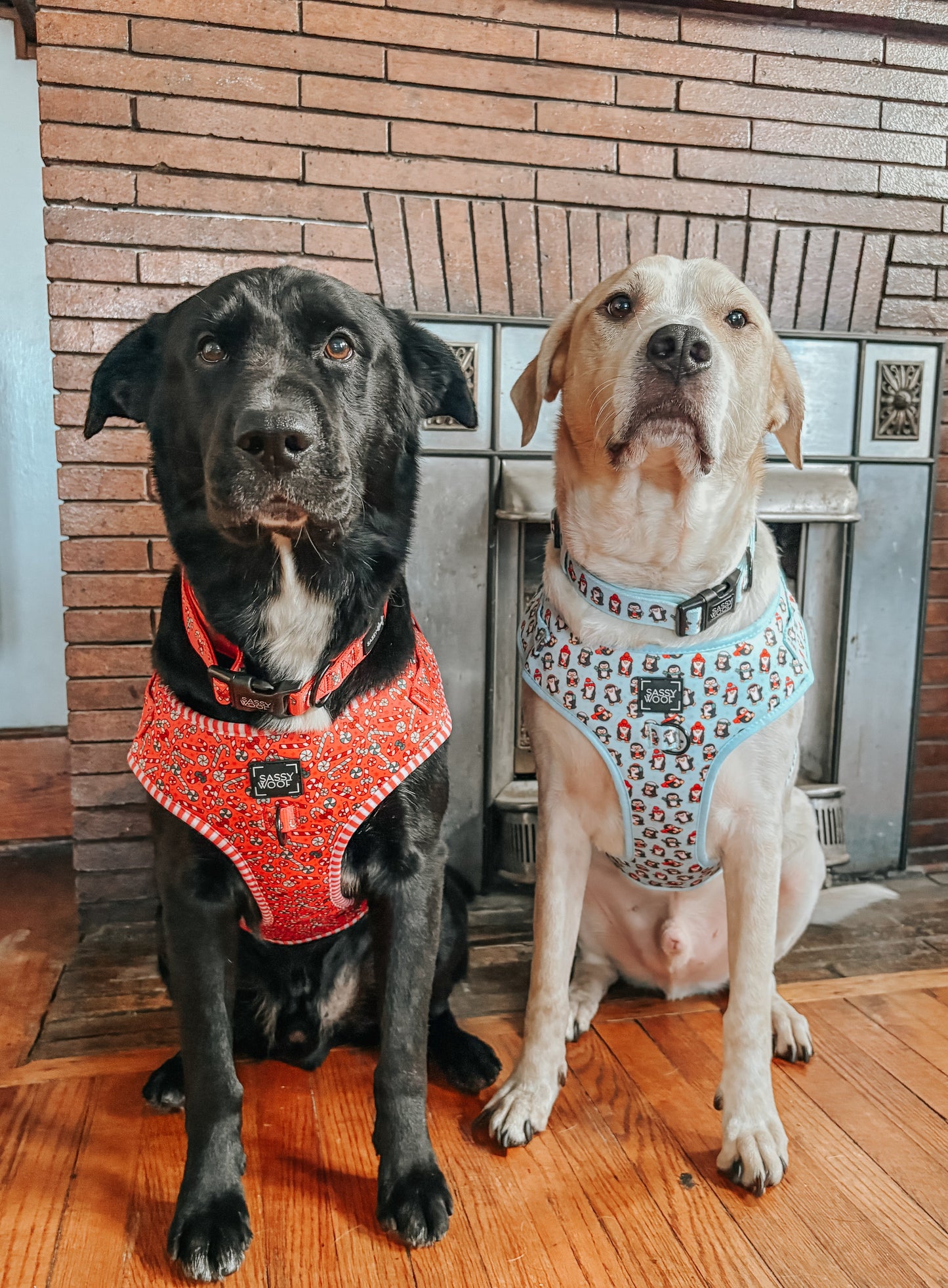 Dog Collar - Puppermint Twist