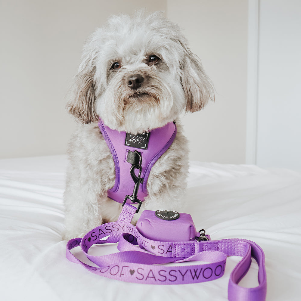 Dog Four Piece Bundle - Neon Purple