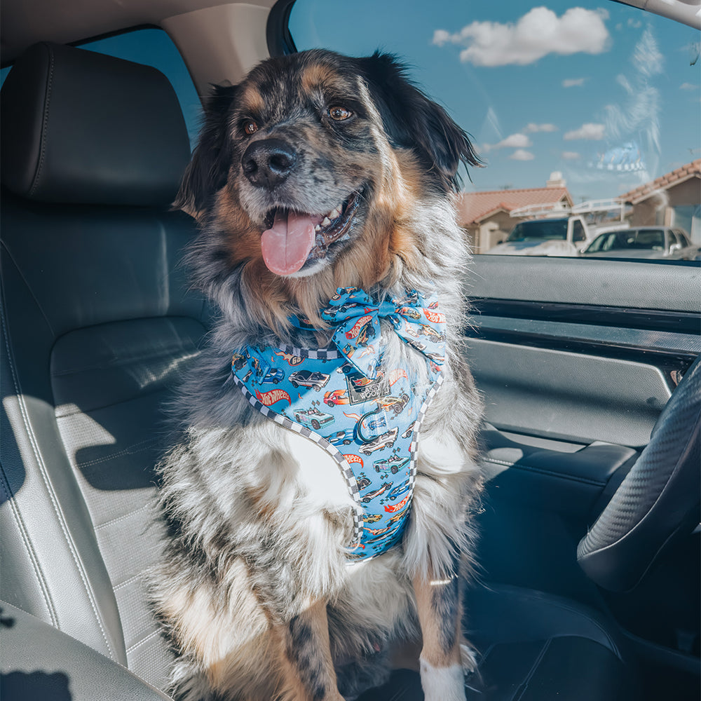 Dog Sailor Bow - Hot Wheels™