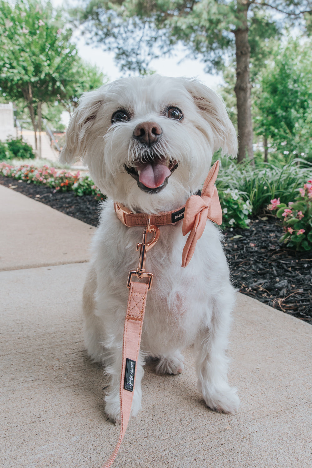 Dog Collar Three Piece Bundle - Apple Cider