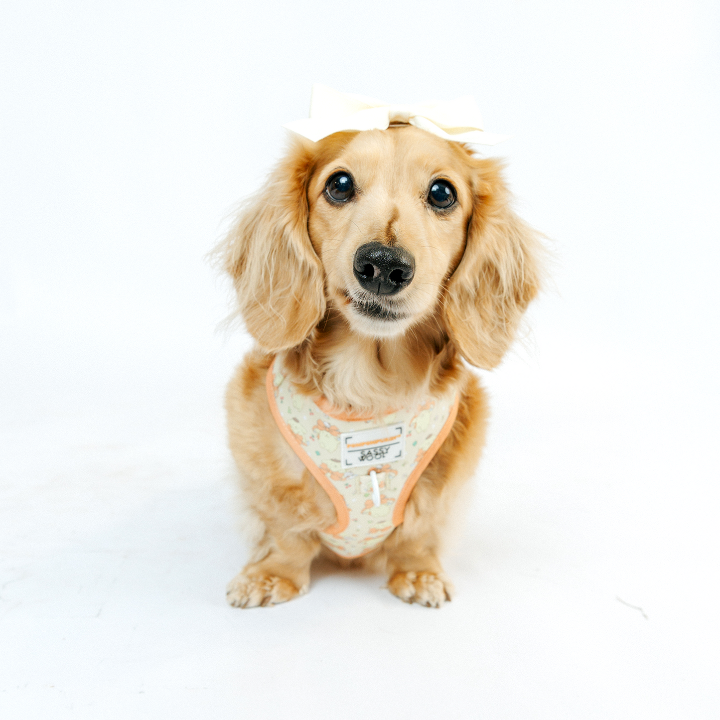 Dog Two Piece Bundle - Pompompurin™