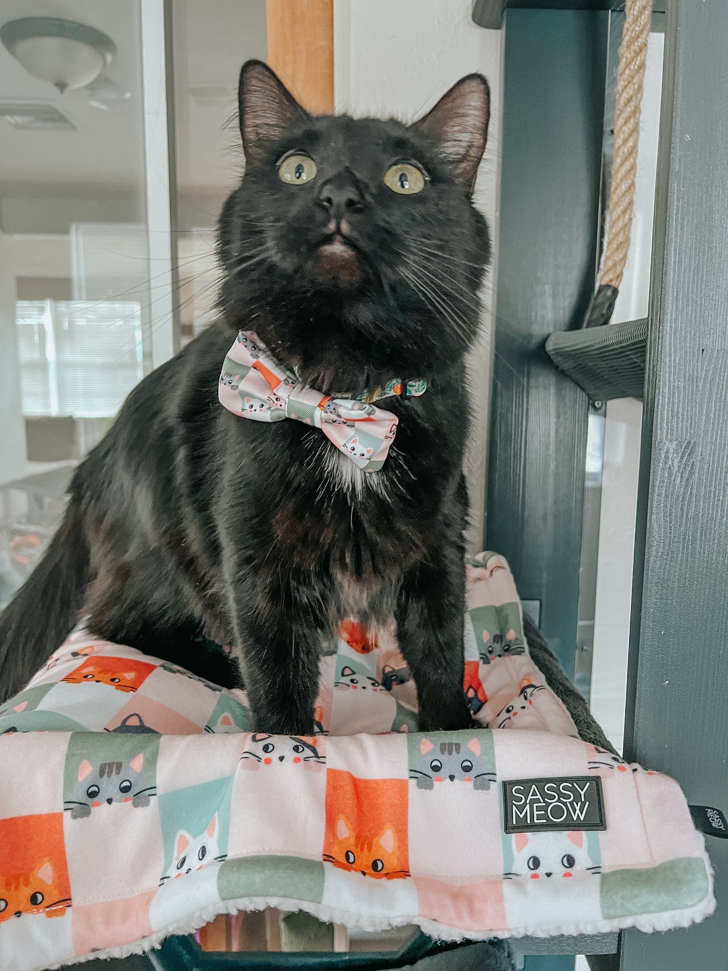 Cat Bowtie - Smitten Kittens