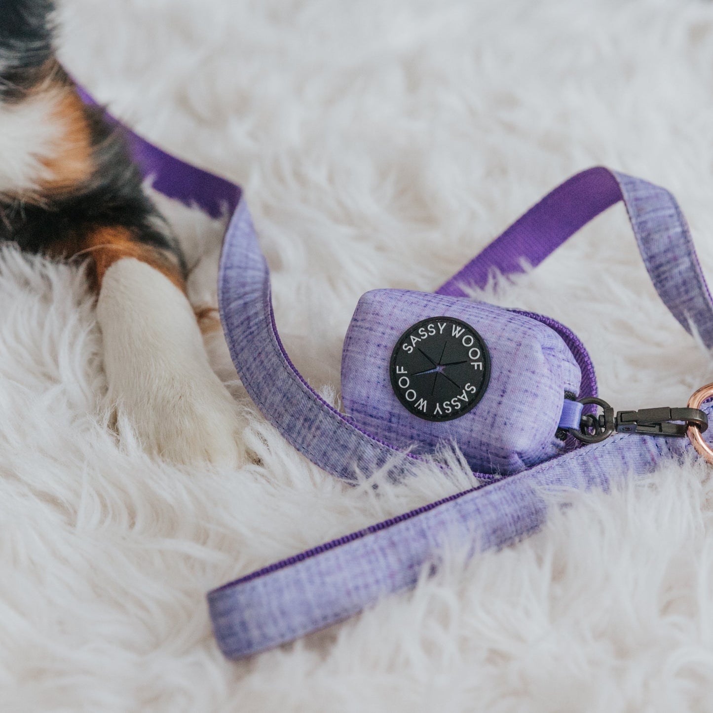 Dog Collar Three Piece Bundle - Aurora