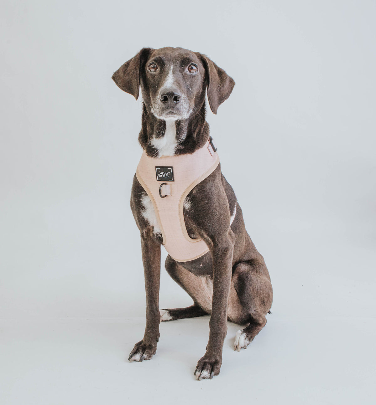 Dog Four Piece Bundle - Pinot