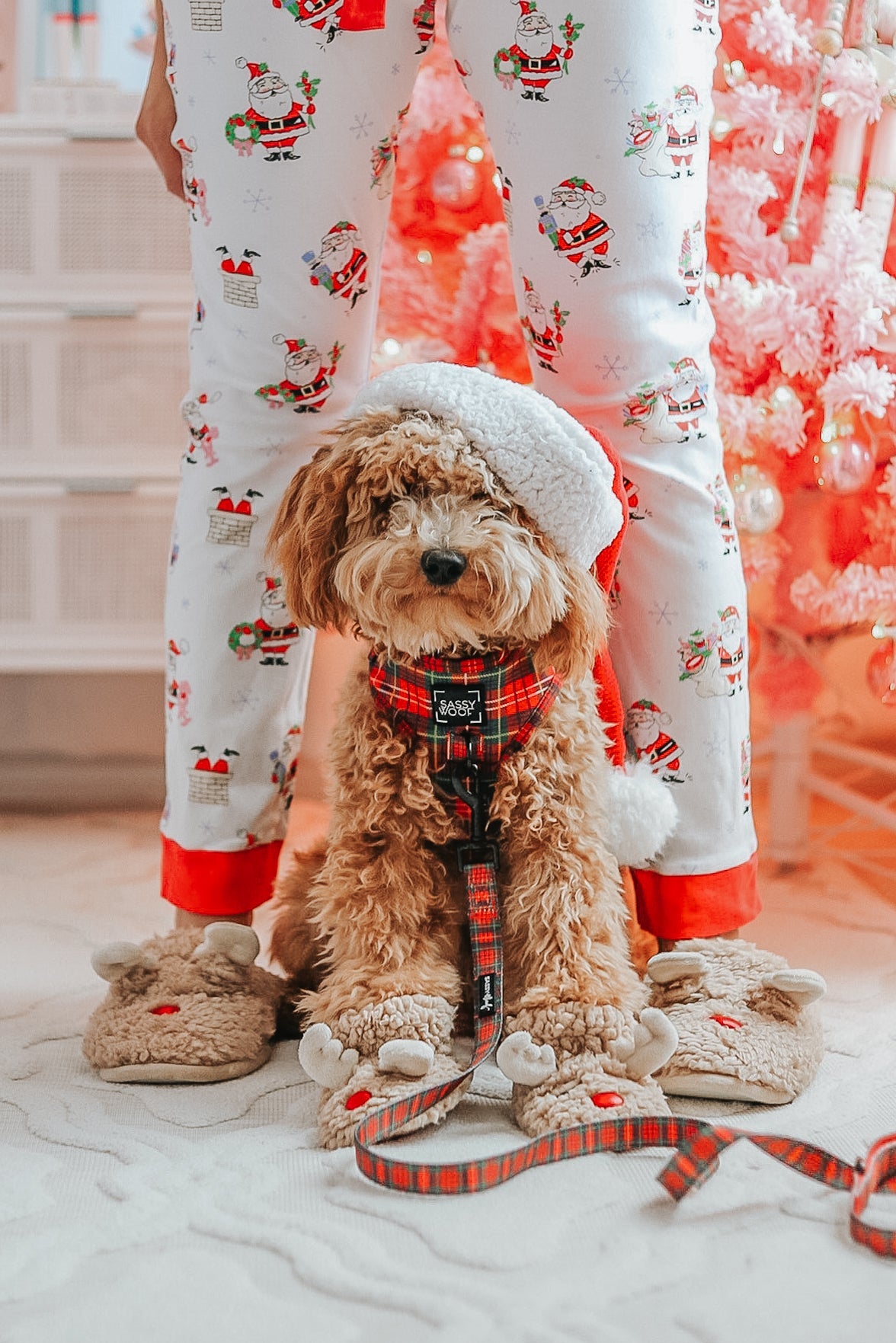 Dog Four Piece Bundle - Deck the Paws