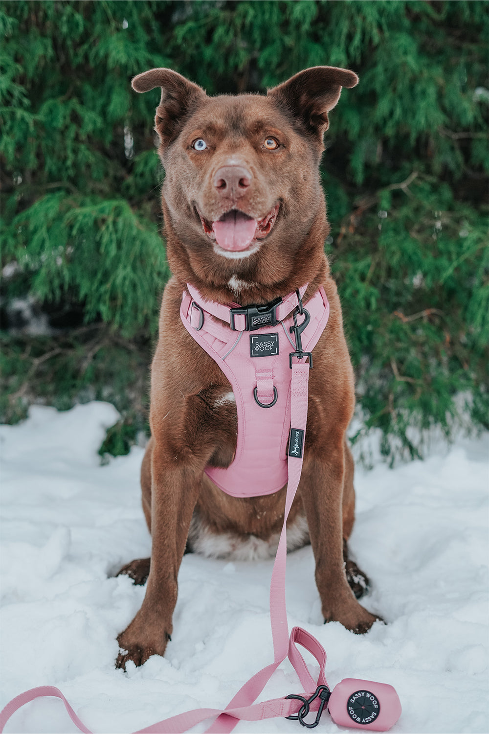 Dog Three Piece Bundle - Dusty Rose