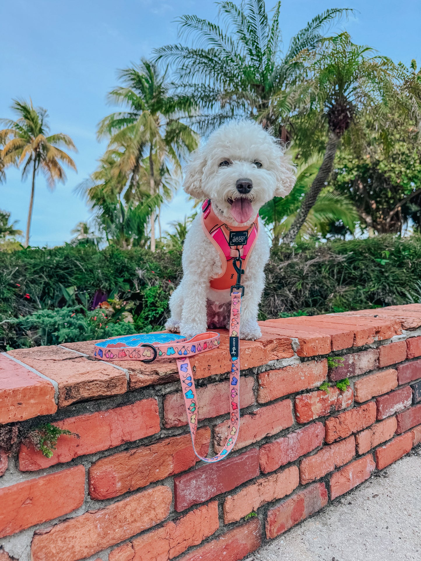 Dog Collar - Beach Bod