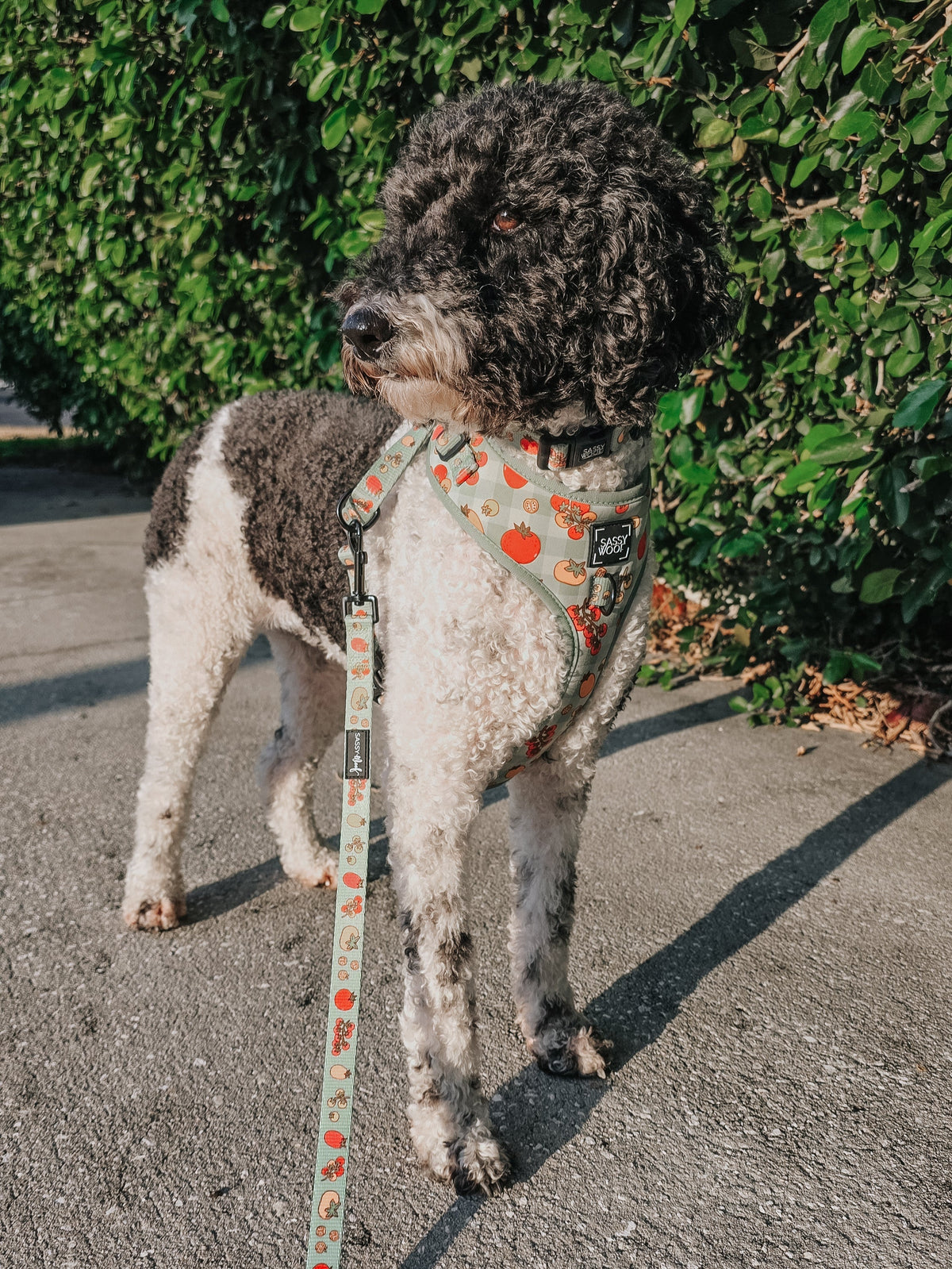 Dog Adjustable Harness - Feeling Vine