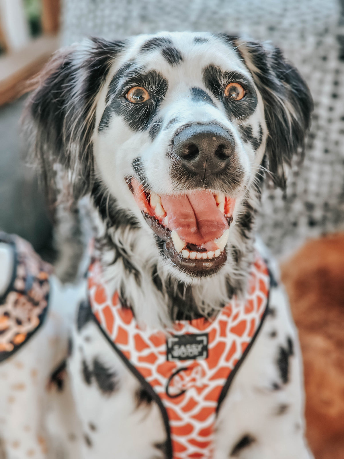 Dog Adjustable Harness - Giraffic Park