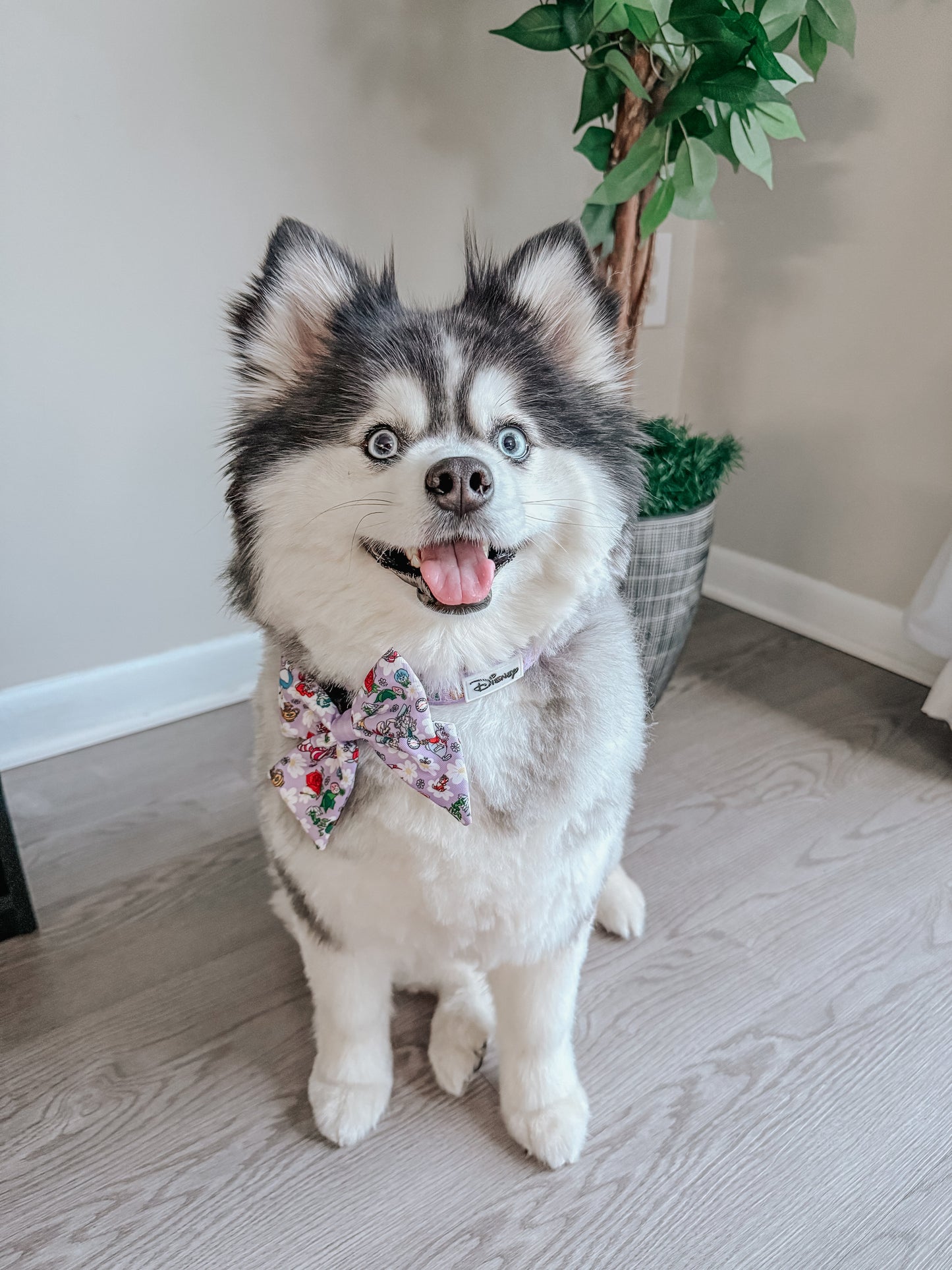 Dog Collar - Alice in Wonderland (Purple)