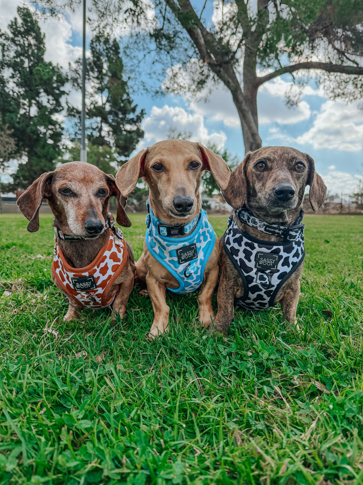 Dog Collar - Blueberry Milk