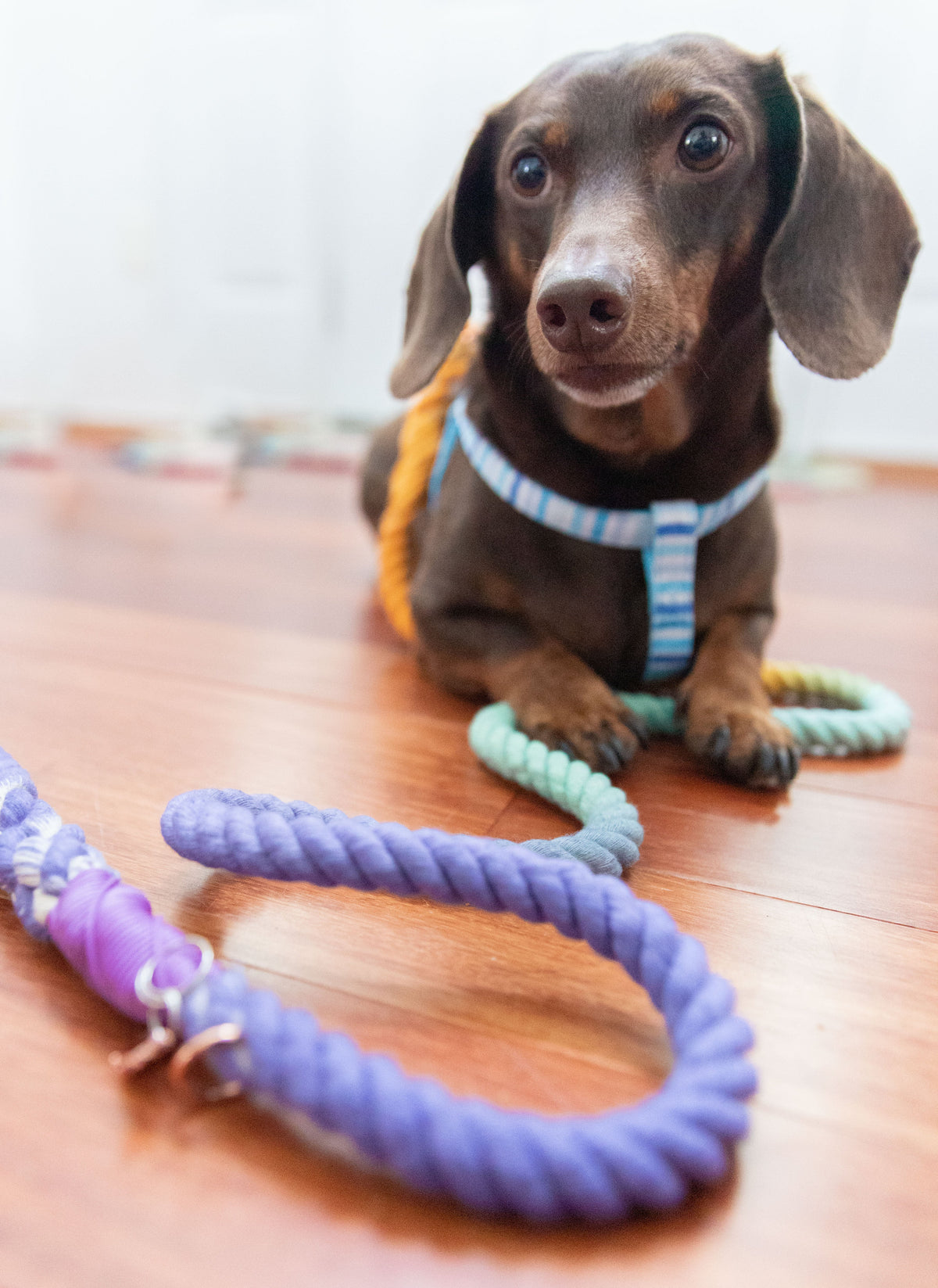 Dog Rope Leash - Sunset