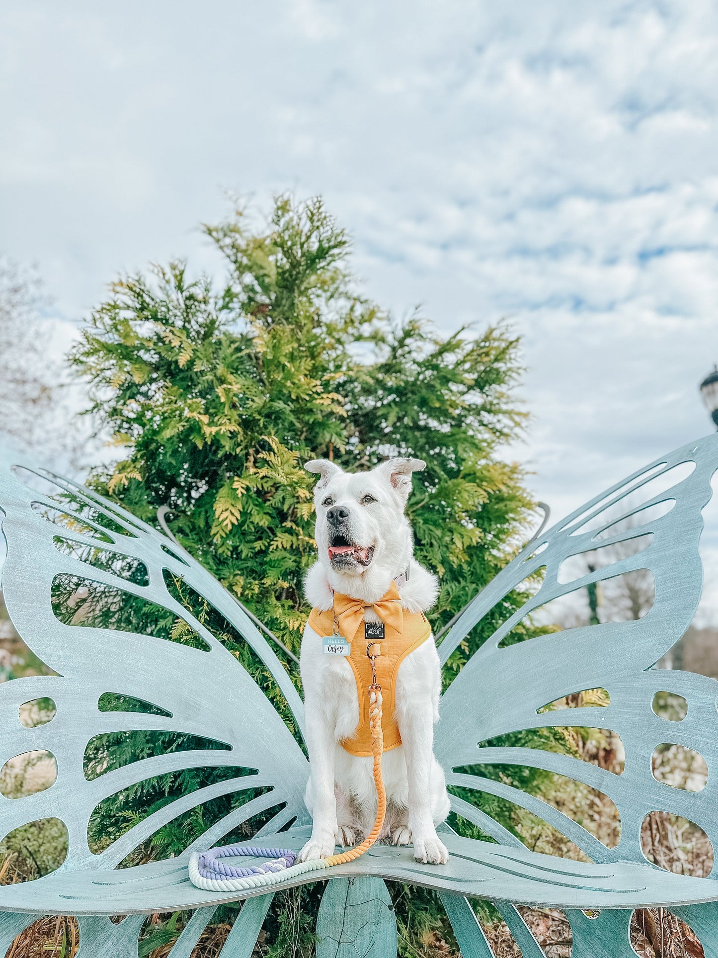 Dog Sailor Bow - Sunflower Fields