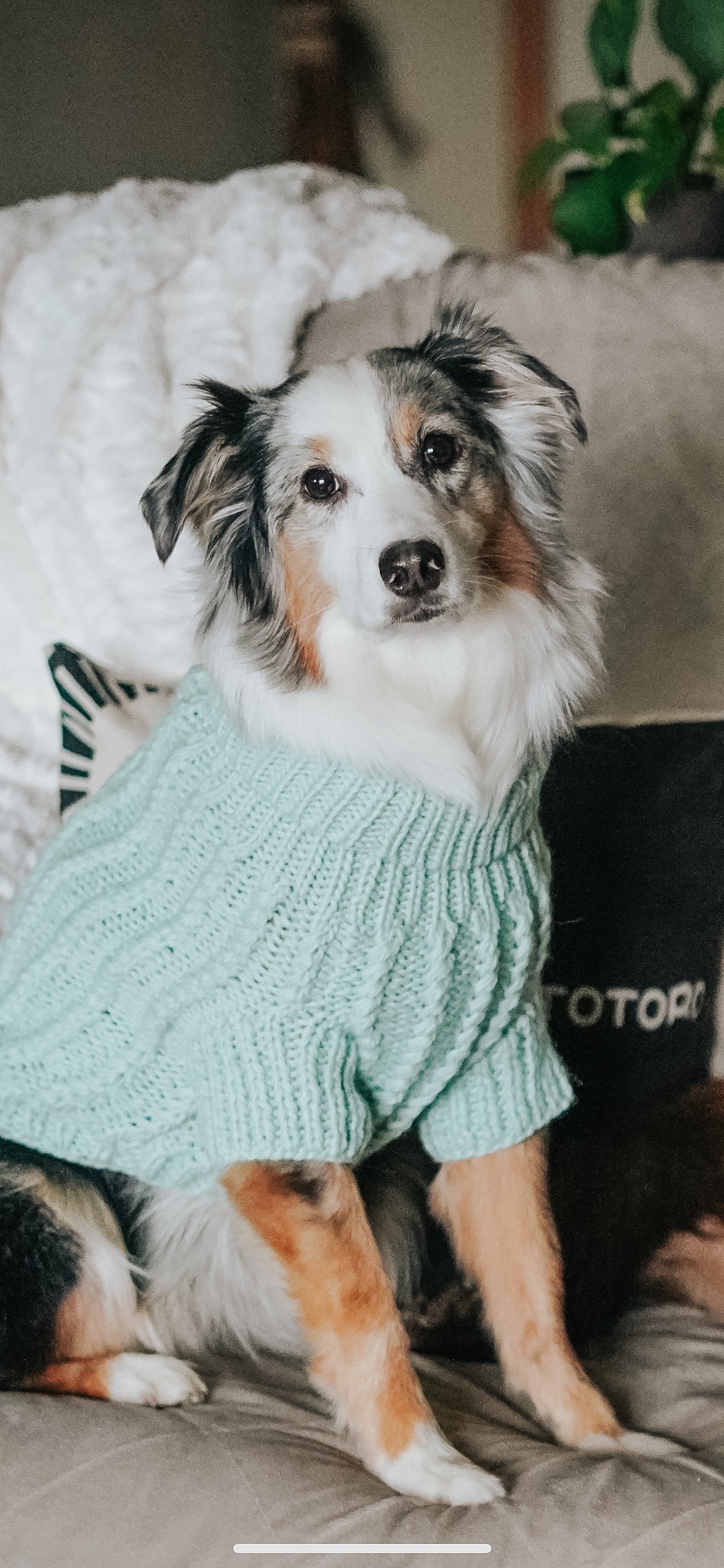 Pet Cable Knit Sweater - Mint