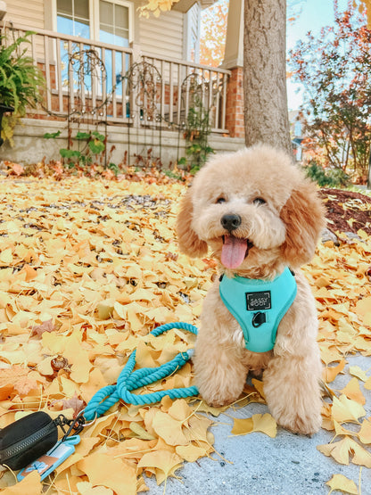 Dog Rope Leash - Neon Blue