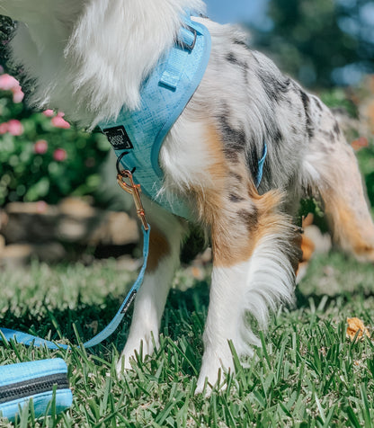 Dog Two Piece Bundle - Blumond