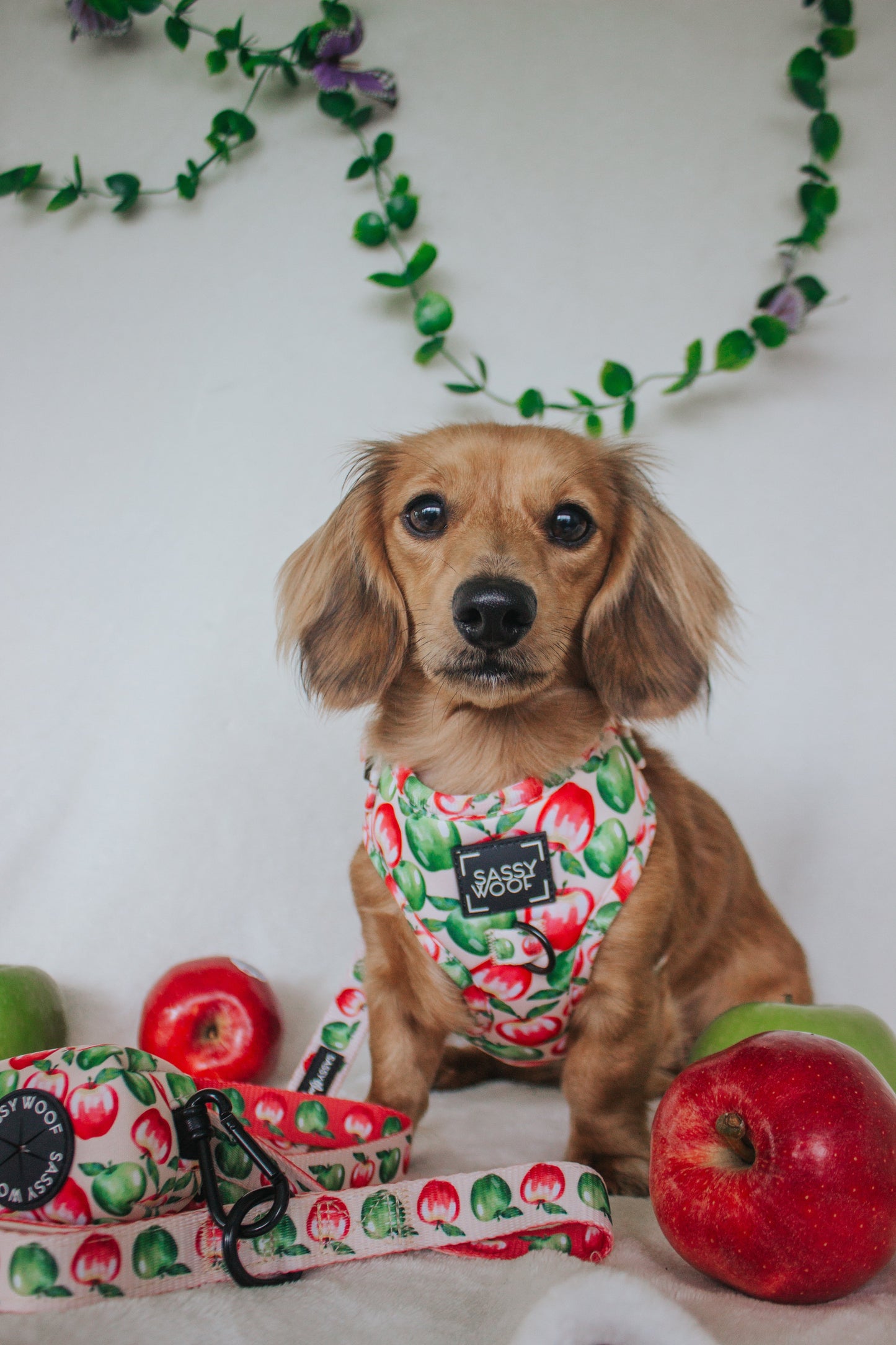 Dog Two Piece Bundle -  Apple of My Eye