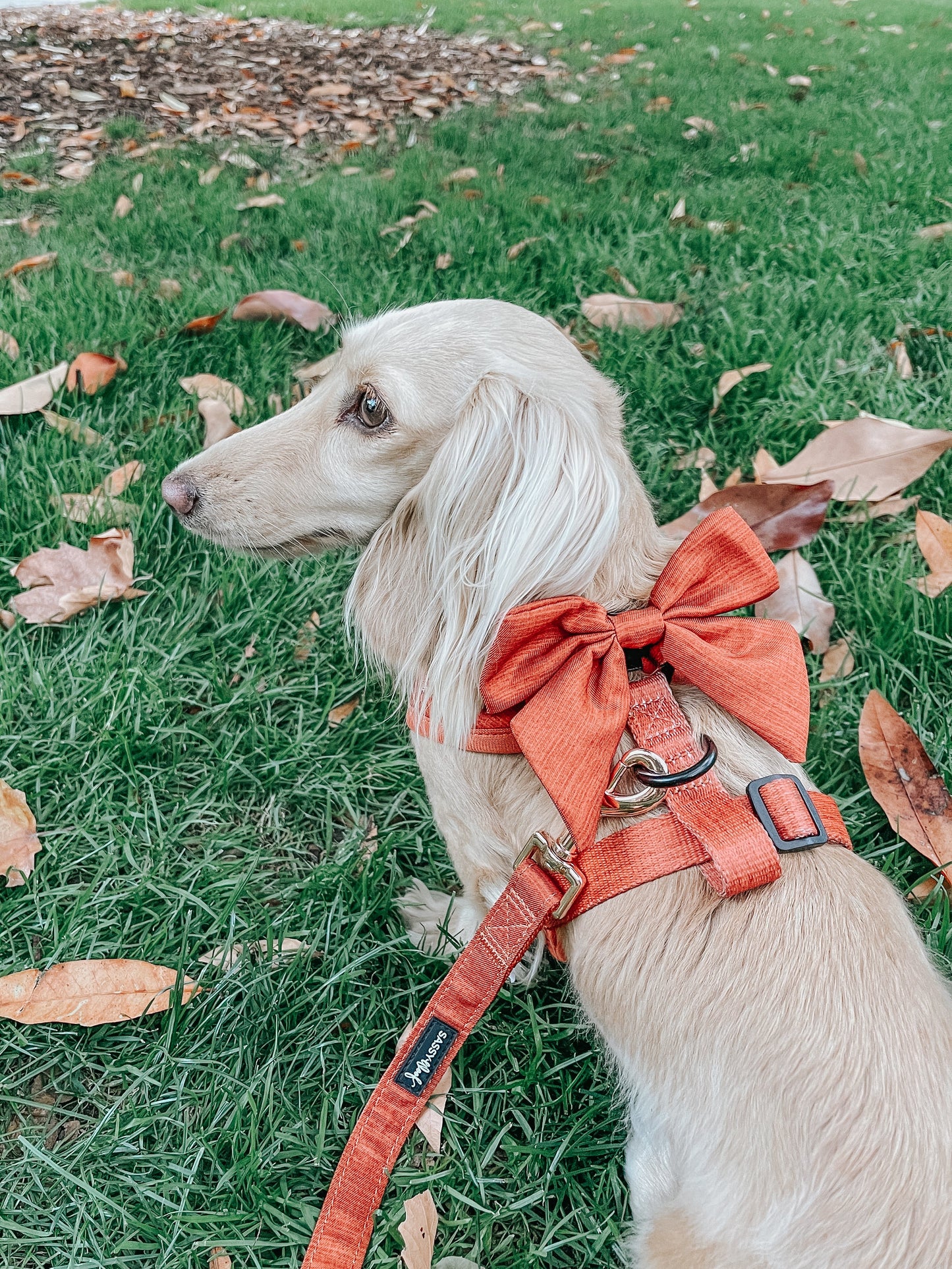 Dog Sailor Bow - Foxy