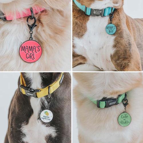 Collar Tag Bundle (Wholesale)