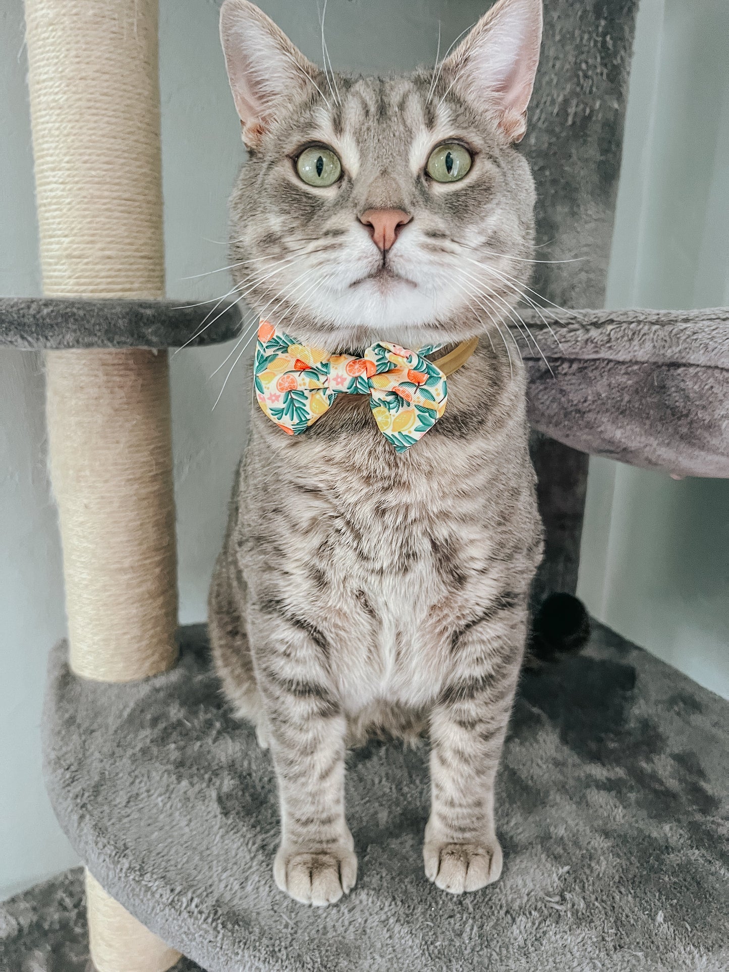 Cat Bowtie - Zest Friends