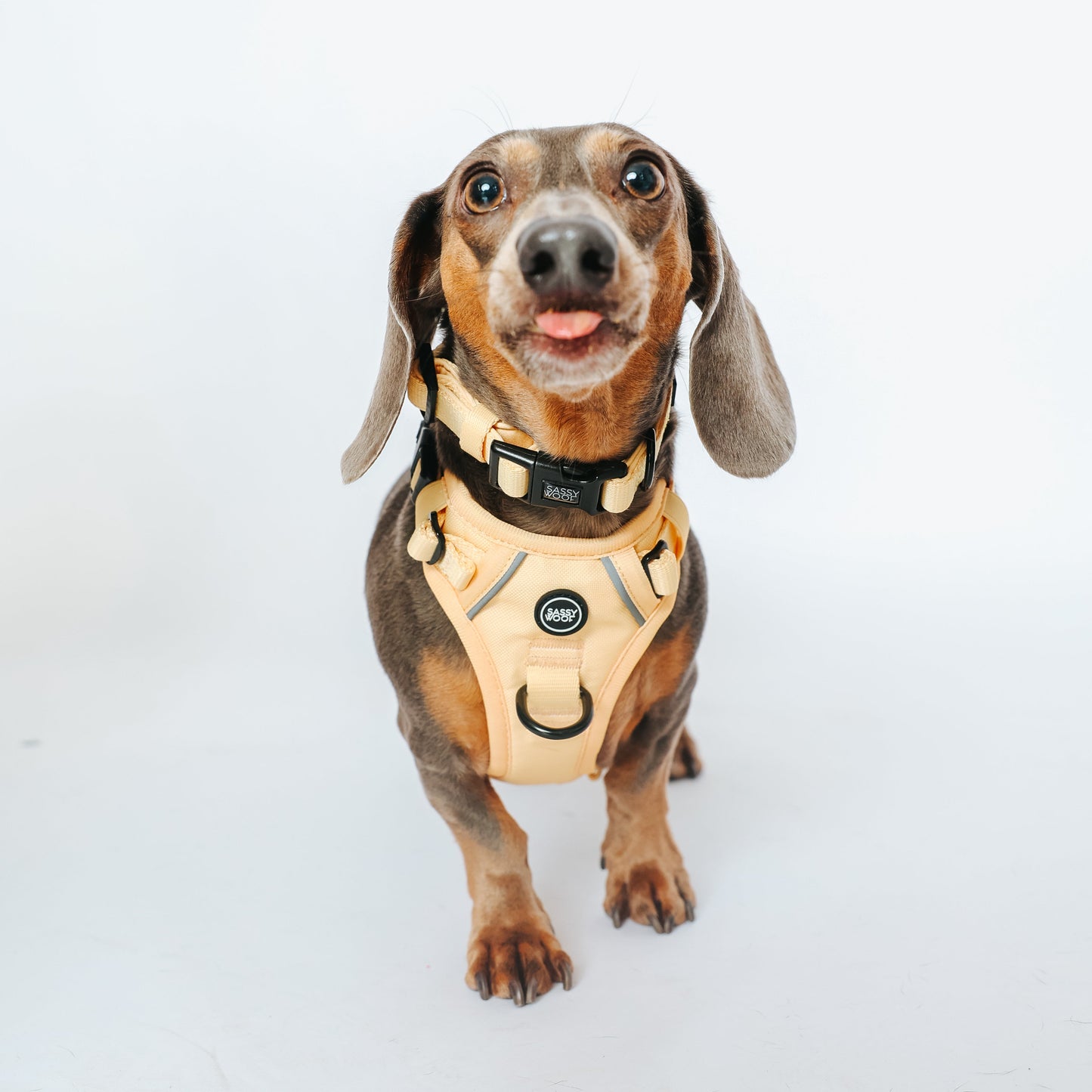 Dog Three Piece Bundle - Daffodil