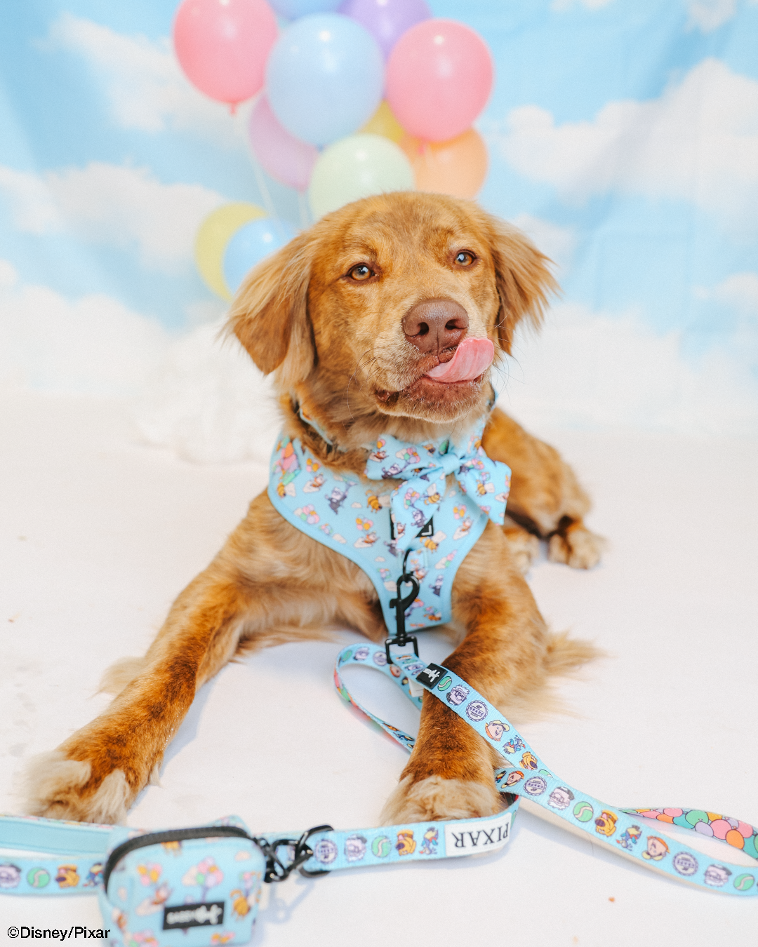 Dog Leash - Disney and Pixar's Up