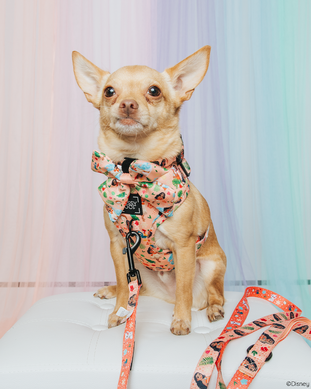 Harness Three Piece Bundle - Disney's Moana