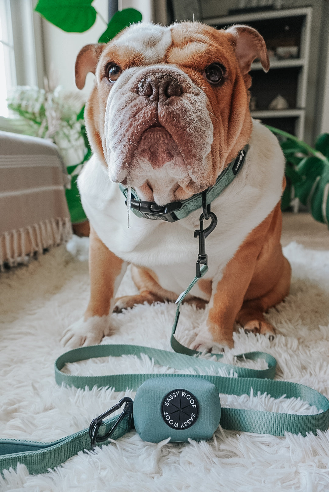Dog Collar Three Piece Bundle - Sage