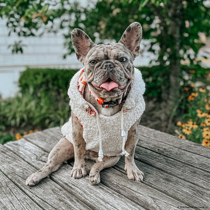 Dog Collar - Peanuts™ Harvest