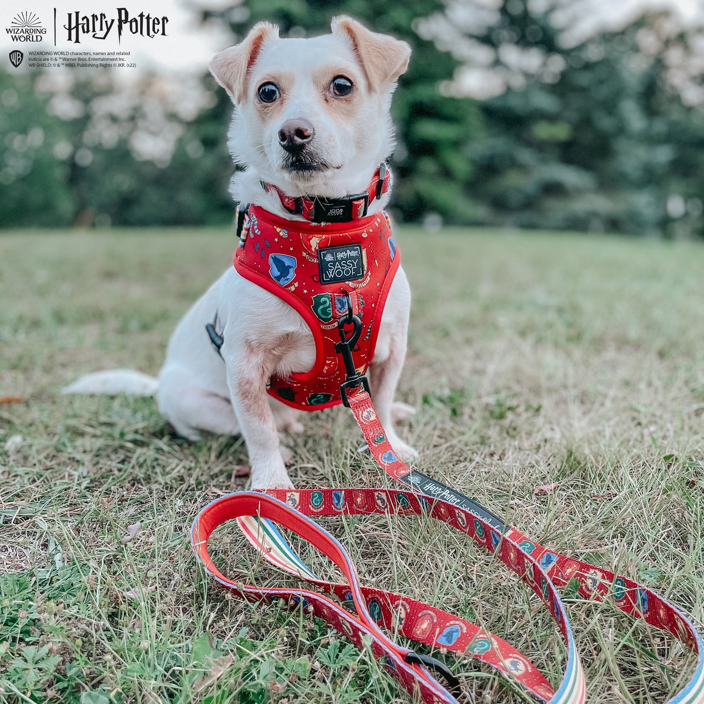 Dog Collar - Harry Potter™