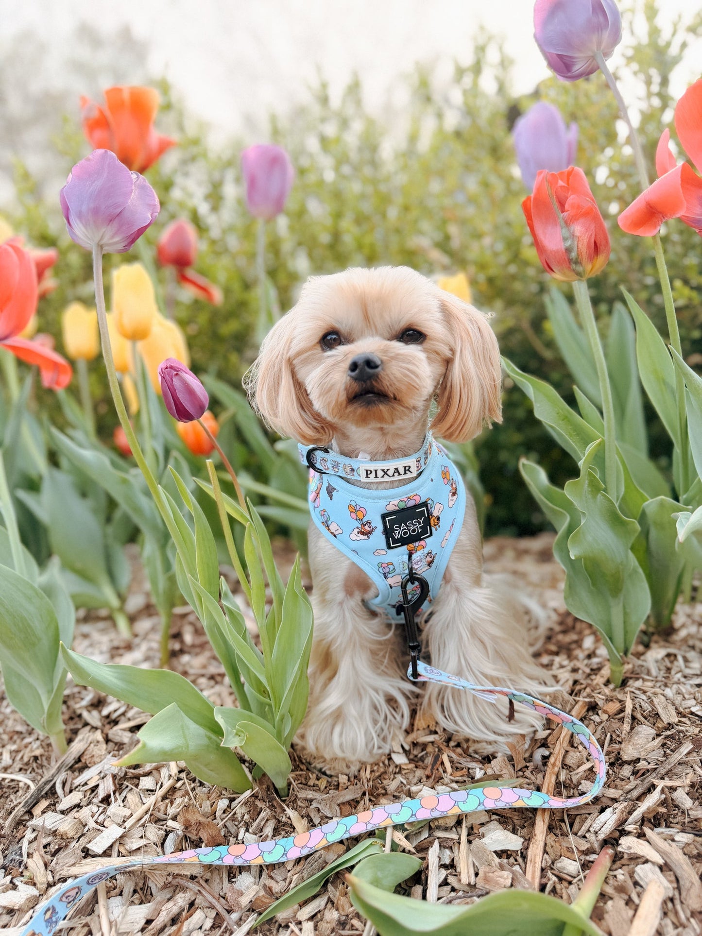 Dog Leash - Disney and Pixar's Up
