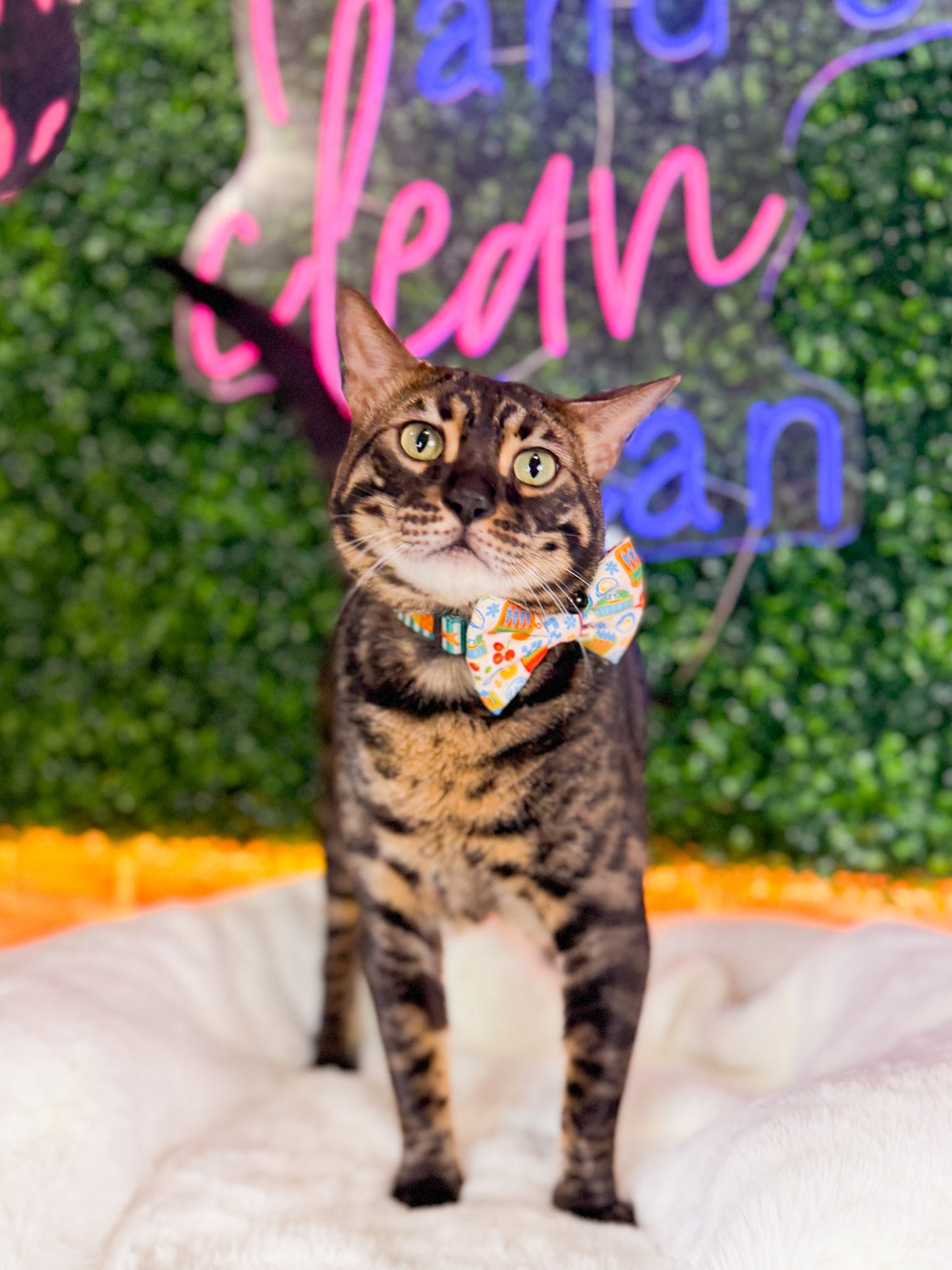 Cat Collar - Portofino