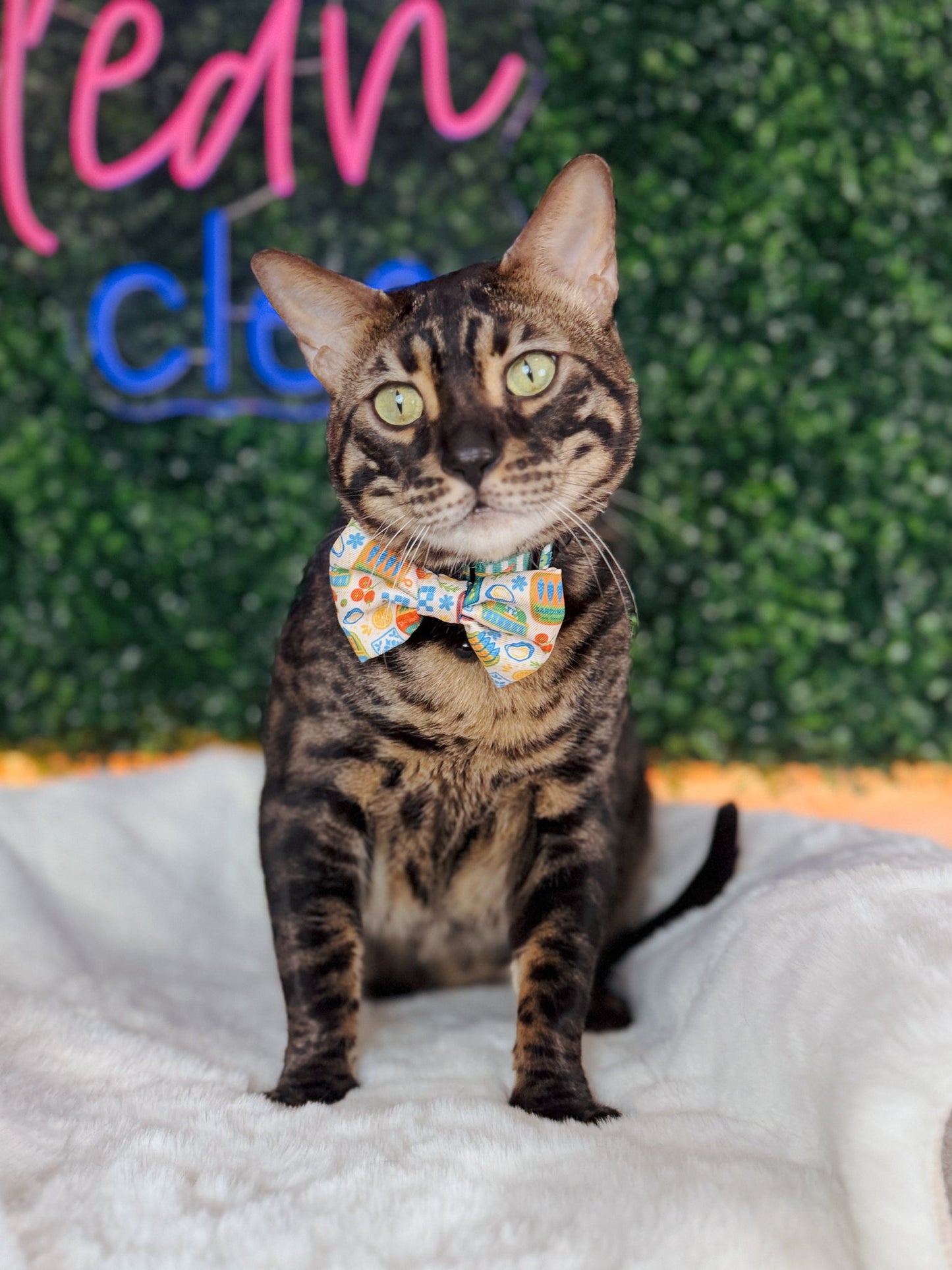Cat Collar - Portofino