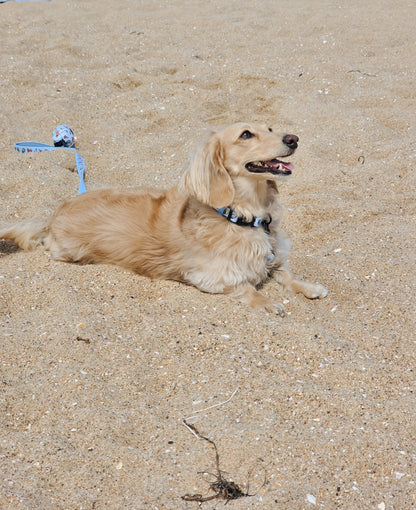 Dog Three Piece Bundle - Coastal Cuties