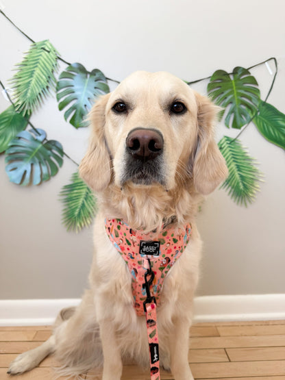 Harness Three Piece Bundle - Disney's Moana