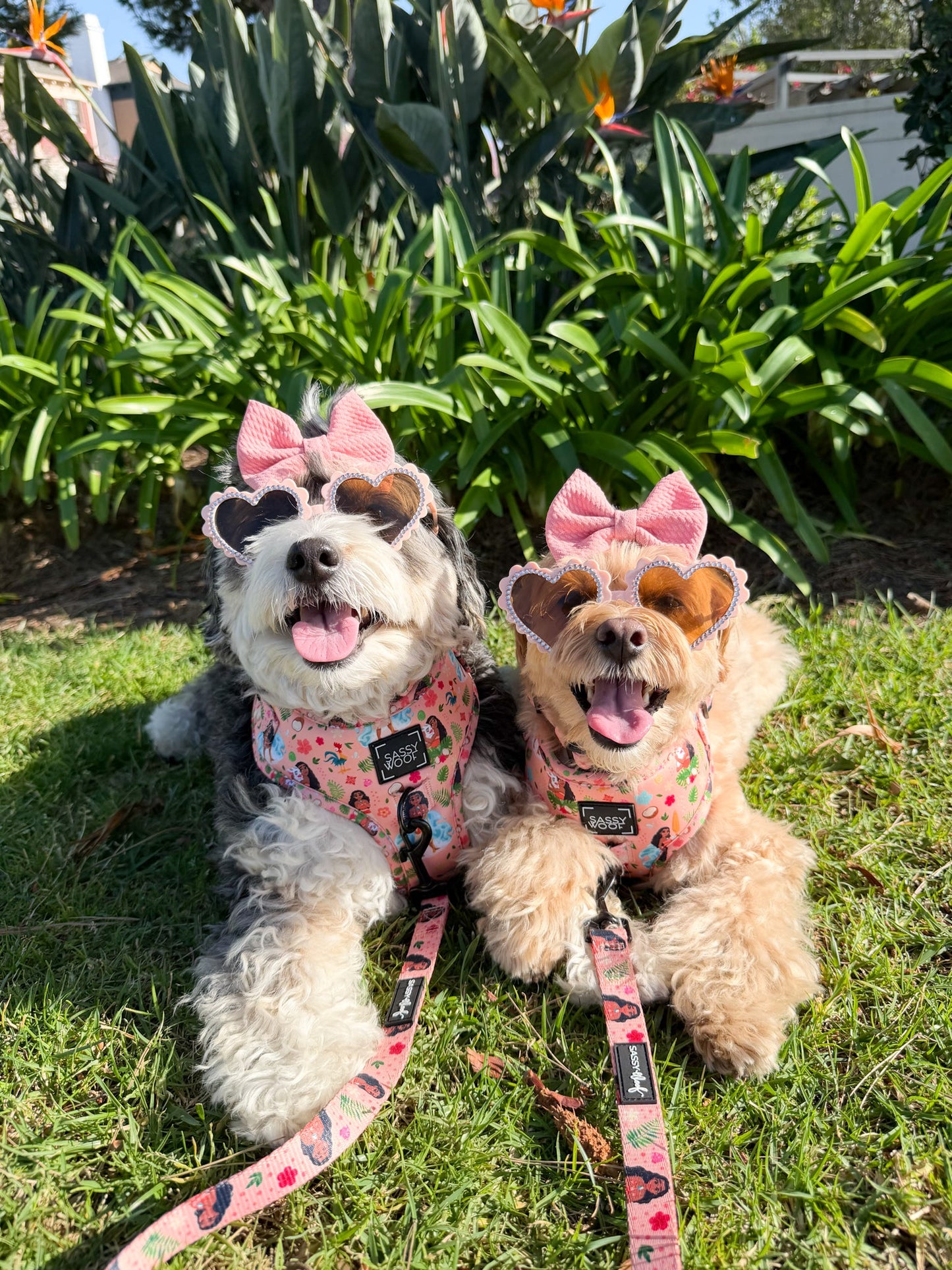Harness Three Piece Bundle - Disney's Moana