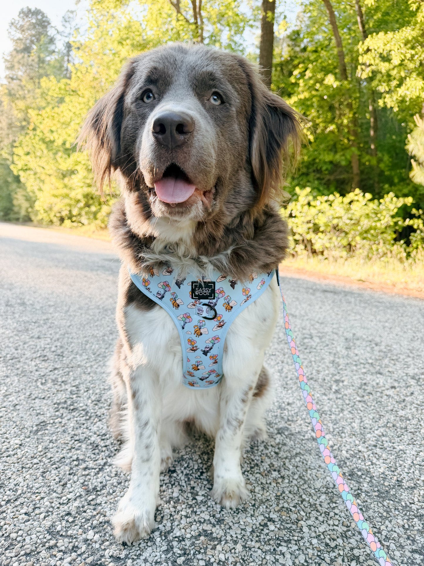 Dog Adjustable Harness - Disney and Pixar's Up